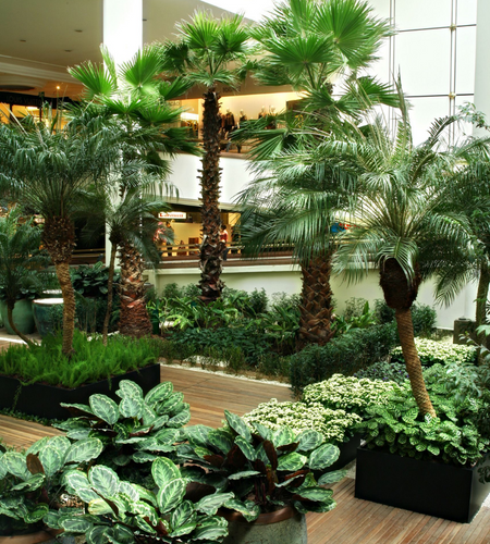 Iguatemi